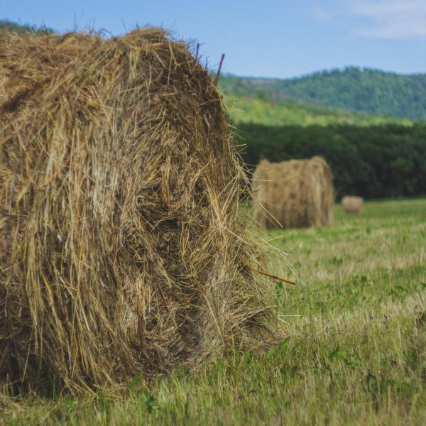 Alfalfa hay